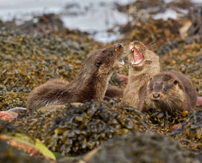 European otter