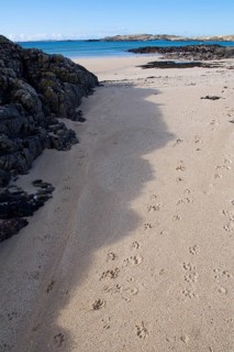 European otter