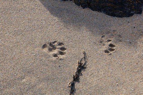 European otter
