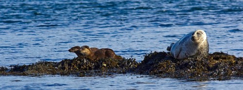 European otter