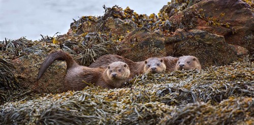 European otter