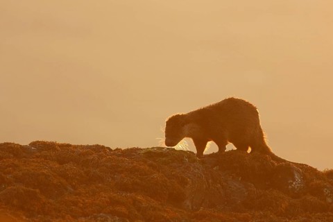 European otter