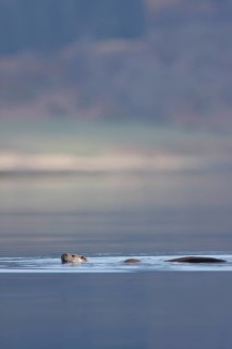European otter