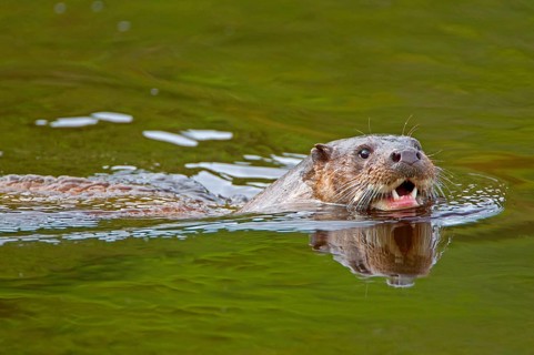 European otter