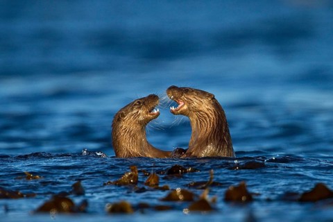 European otter