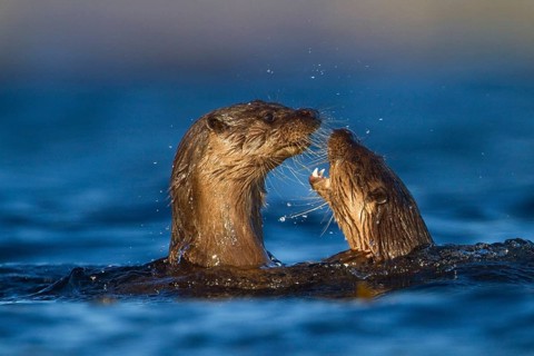 European otter