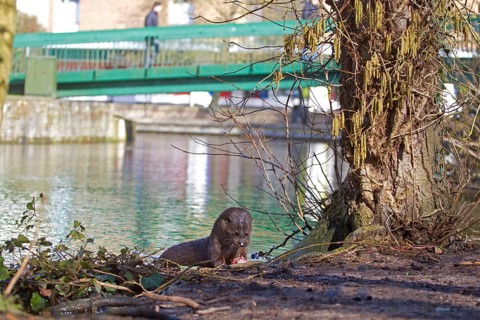 European Otter