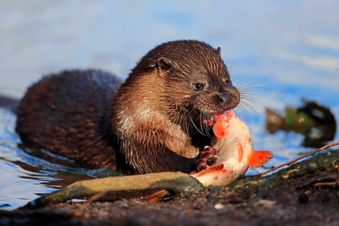European Otter