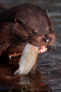 European Otter