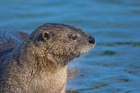 North American north american river otter