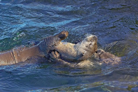 North American north american river otter