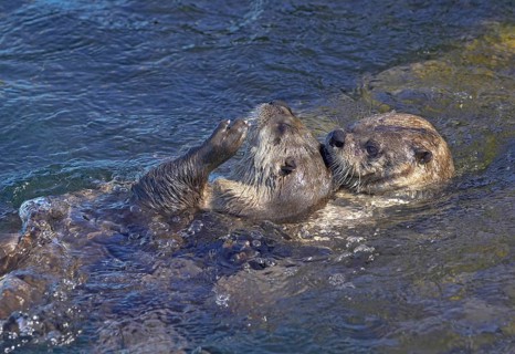 North American north american river otter
