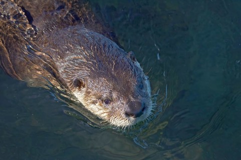 North American north american river otter