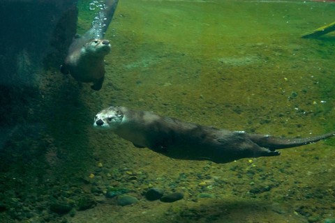 North American north american river otter