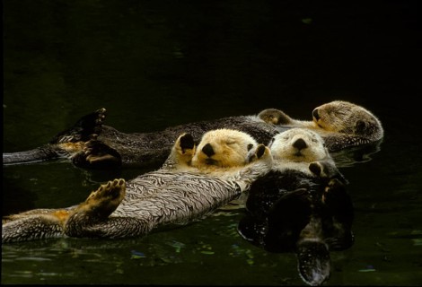 Sea otter