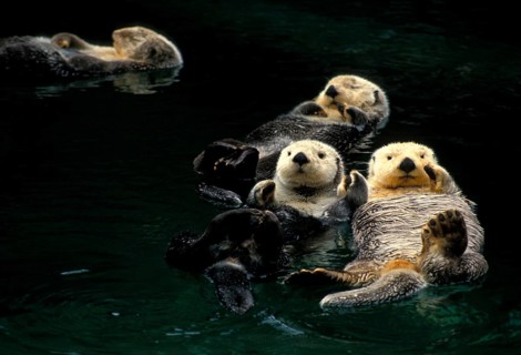 Sea otter