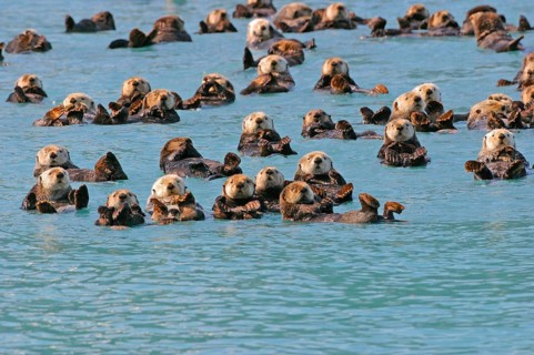 Sea otter
