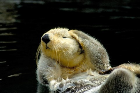Sea otter