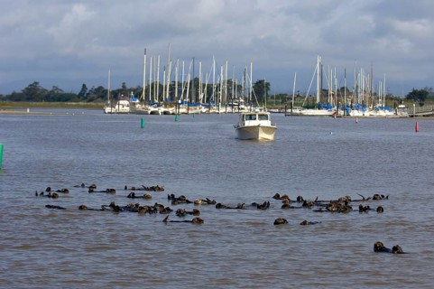 Sea otter