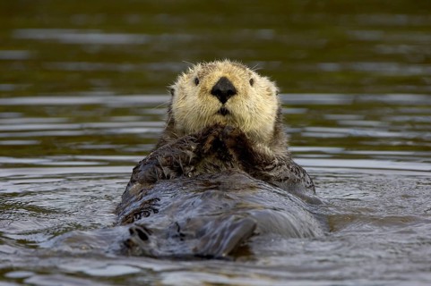 Sea otter