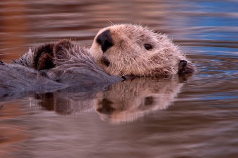 Adult sea otter