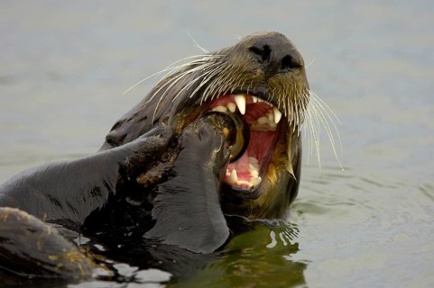 Sea otter