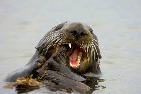 Sea otter