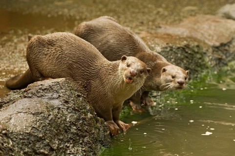 Smooth-coated otter