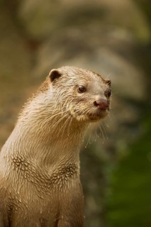 Smooth-coated otter