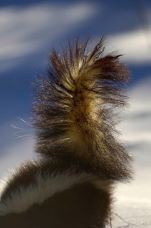 Striped skunk