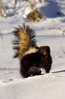 Striped skunk