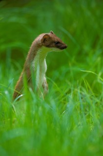 Ermine