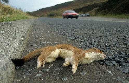 Stoat