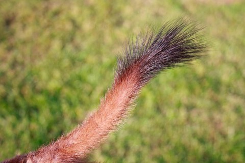 Ermine