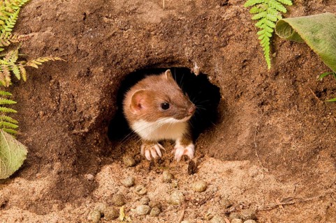 Ermine