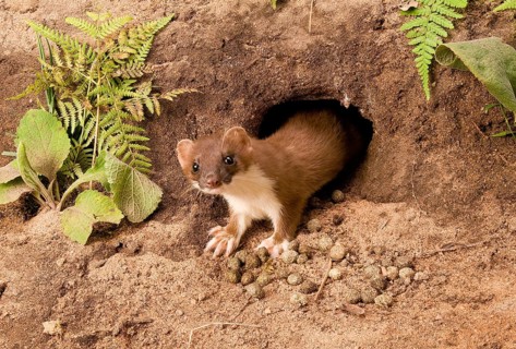 Ermine