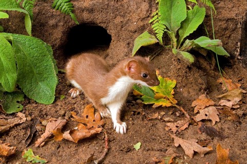 Ermine