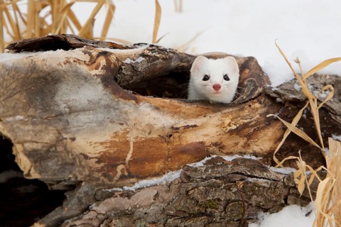 Stoat adult