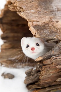 Stoat adult