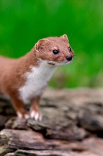 Weasel