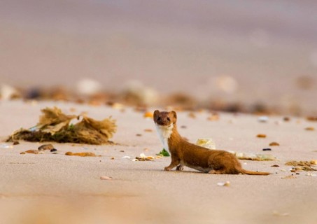 Least weasel