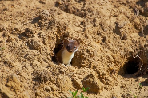 Least weasel