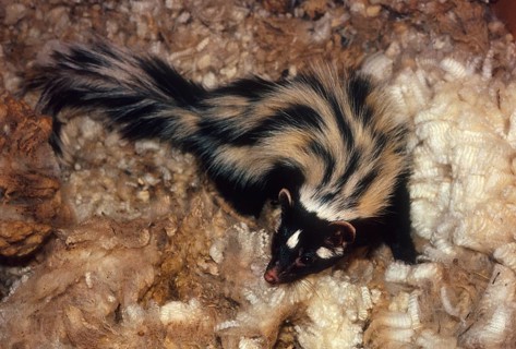 Zorilla