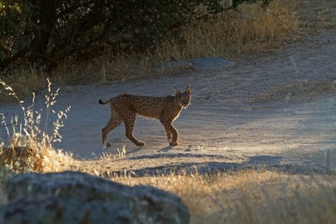 Iberian Lynx