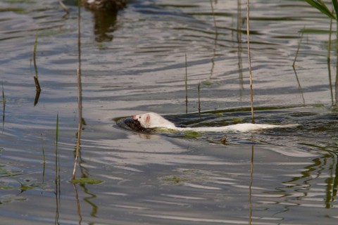 Mink are highly polymorphic in terms of coat colour this is one reason why they were so useful as fur animals