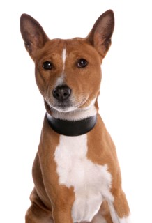 Domestic dog
