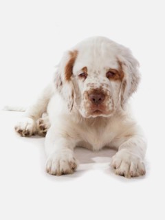 Domestic Dog