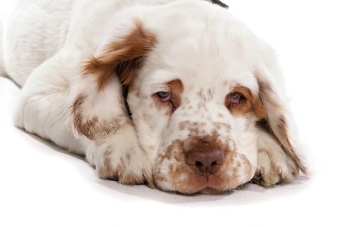 Domestic Dog