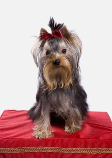 Yorkshire Terrier