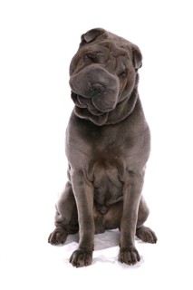 Domestic Dog